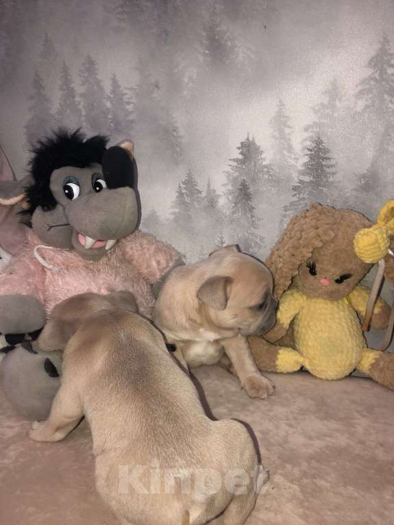 Собаки в других городах Алтайского края: Щенки французского бульдога  Мальчик, 40 000 руб. - фото 9