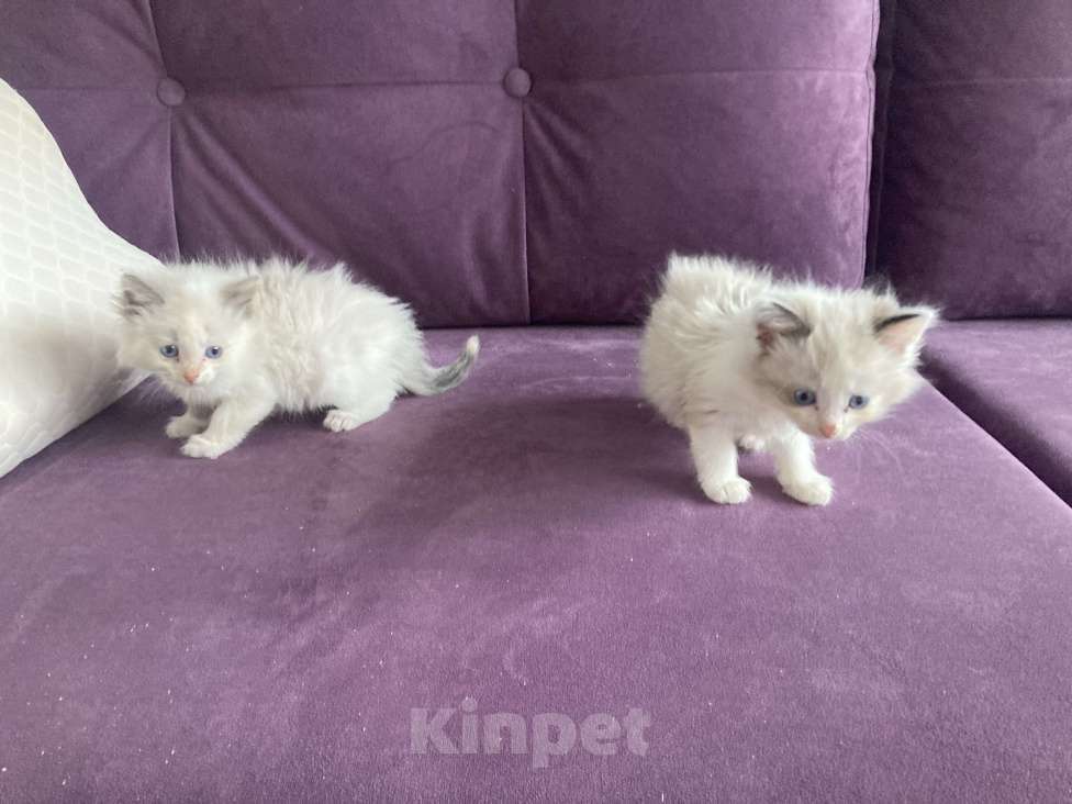 Кошки в Москве: Очаровательные девочки Рэгдолл Девочка, 60 000 руб. - фото 3