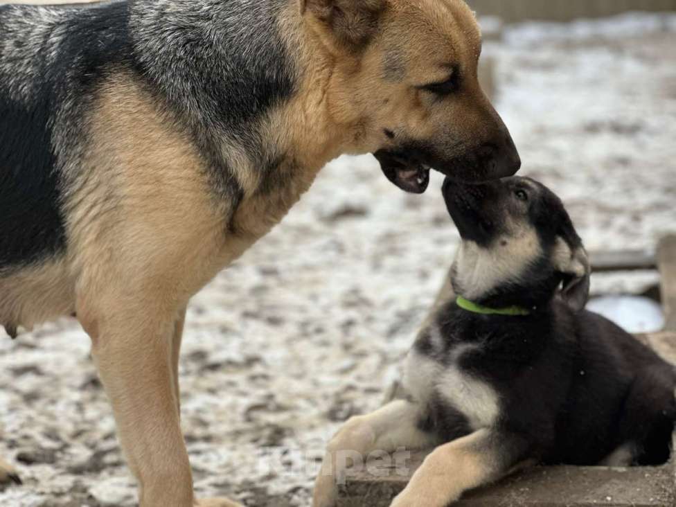 Собаки в Красноярске: Щенки овчарки Девочка, 20 000 руб. - фото 1