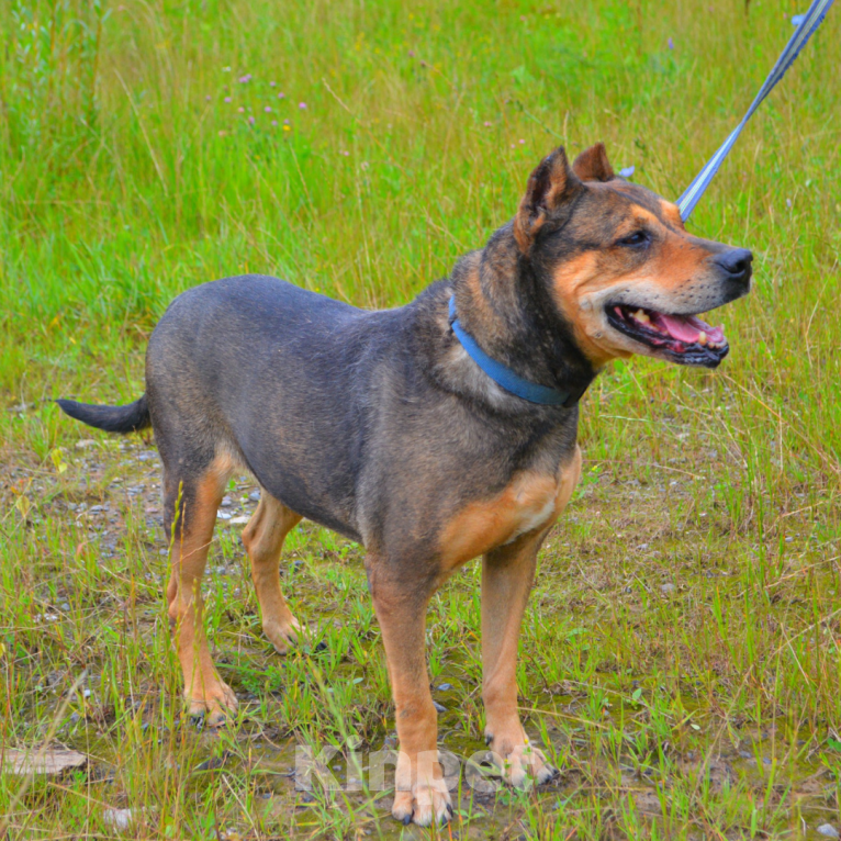 Собаки в Москве: Рита Девочка, Бесплатно - фото 3