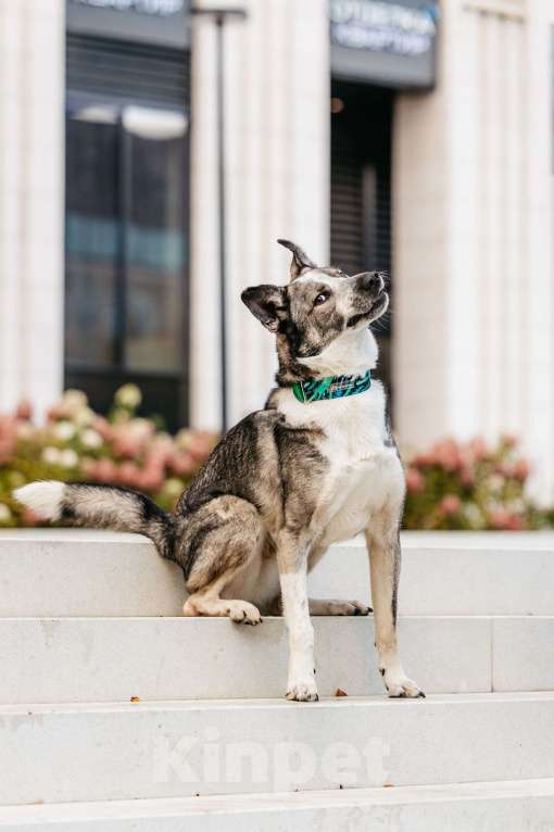 Собаки в Москве: Зажигательный Джаз ищет дом Мальчик, Бесплатно - фото 2