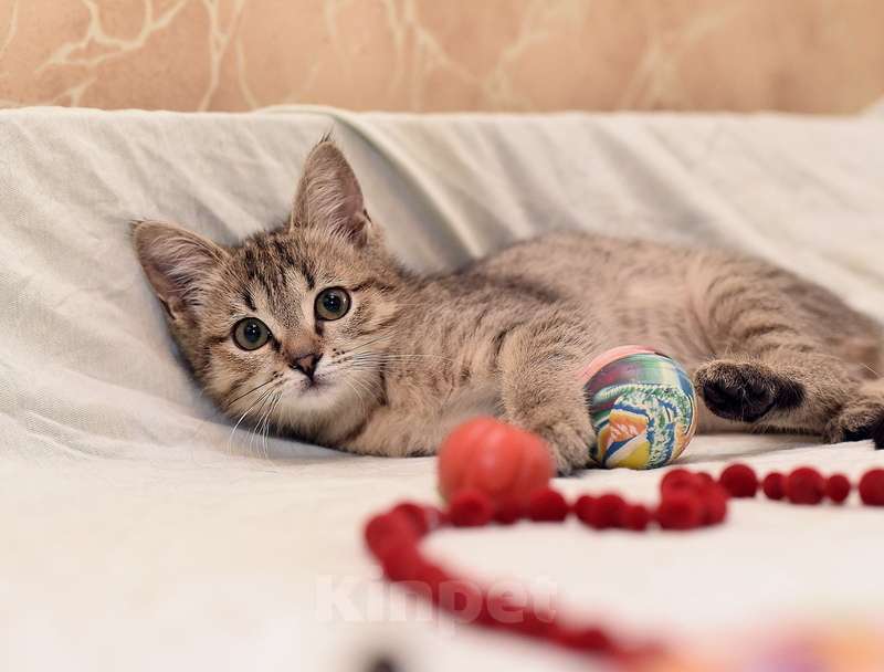 Кошки в Москве: Ручной и ласковый котенок Серафима в добрые руки Девочка, Бесплатно - фото 2
