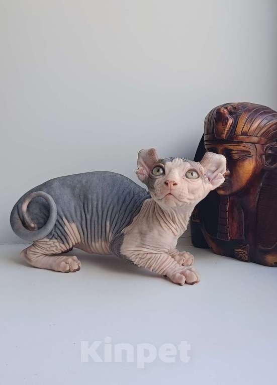 Кошки в Нефтекамске: Шикарные эльфы Мальчик, 38 000 руб. - фото 2