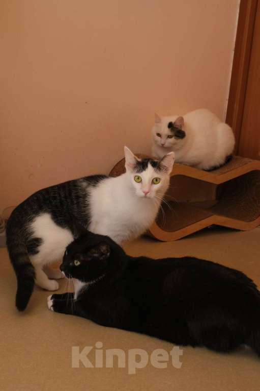 Кошки в Санкт-Петербурге: Лунтик из приюта в добрые руки Мальчик, Бесплатно - фото 6