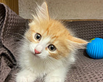 Кошки в Москве: Котята разных окрасов ищут дом Мальчик, Бесплатно - фото 1
