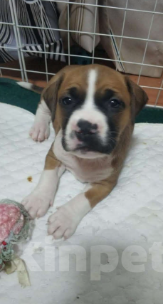 Собаки в Таганроге: Щенки Американского Стаффордширского терьера Девочка, 12 000 руб. - фото 1