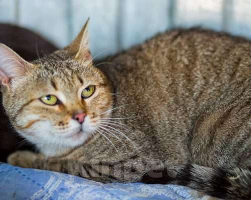 Кошки в Москве: Ирма Девочка, Бесплатно - фото 3