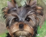 Собаки в Бердске: Щенки йоркширского терьера Девочка, Бесплатно - фото 2