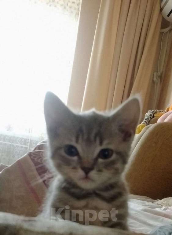 Кошки в Ростове-на-Дону: Шотландские котята Девочка, 1 000 руб. - фото 3