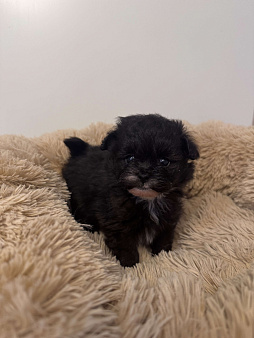 Девочки мальтипу