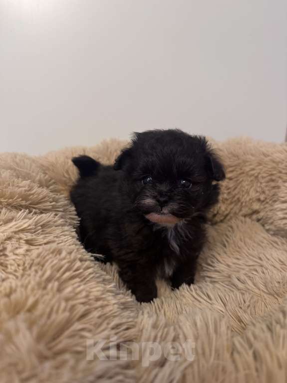 Собаки в Воронеже: Девочки мальтипу Девочка, 90 000 руб. - фото 1