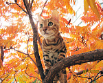 Кошки в Краснодаре: Породистые бенгальские котята от питомника ЮШЕРУС Мальчик, 25 000 руб. - фото 6