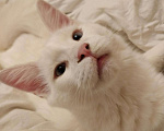 Кошки в Малоархангельске: Котята Мейн куна, 8 000 руб. - фото 4