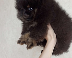 Собаки в Москве: Щенок шпица Мальчик, 45 000 руб. - фото 4