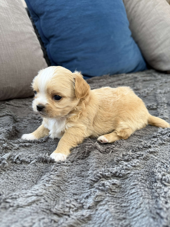 Собаки в других городах Московской области: Мальчик чихуахуа Габриель Мальчик, 60 000 руб. - фото 8