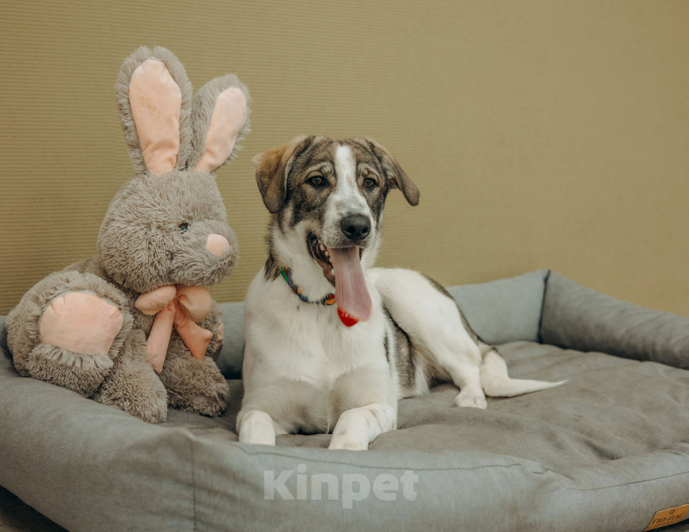 Собаки в Москве: Щенки бесплатно в Москве Девочка, Бесплатно - фото 1