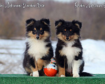 Собаки в Рязани: Большой выбор щенков шелти. Девочка, 80 000 руб. - фото 10
