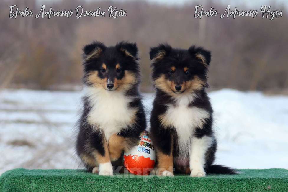 Собаки в Рязани: Большой выбор щенков шелти. Девочка, 80 000 руб. - фото 10