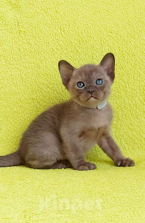 Кошки в Москве: Бурманский котенок Мальчик, 80 000 руб. - фото 6