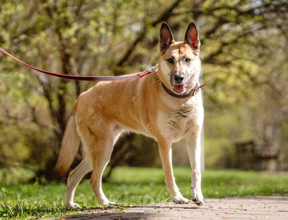 Собаки в Санкт-Петербурге: Надежная, умная, преданная и очень ласковая собакодруг Девочка, Бесплатно - фото 4