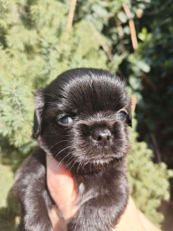 Собаки в Краснодаре: Щенки чихуахуа Девочка, Бесплатно - фото 3