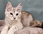 Кошки в Мытищах: Котёнок Мейн-кун Девочка, 40 000 руб. - фото 1
