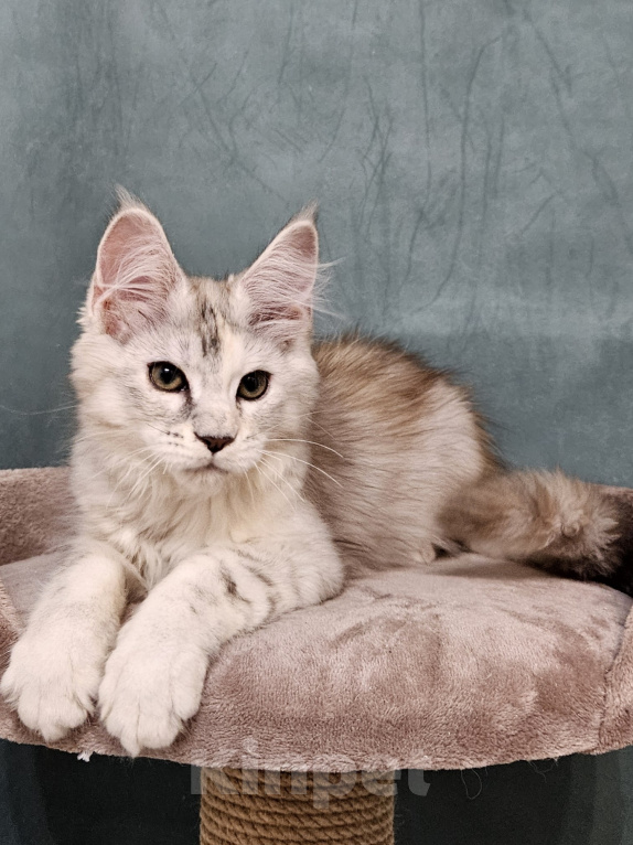 Кошки в Мытищах: Котёнок Мейн-кун Девочка, 40 000 руб. - фото 1