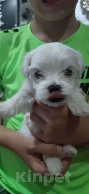 Собаки в Волжском: Мальтийская болонка мини  Девочка, 40 руб. - фото 3