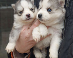 Собаки в Санкт-Петербурге: Малая Сибирская Собака Хапика Мальчик, 50 000 руб. - фото 6