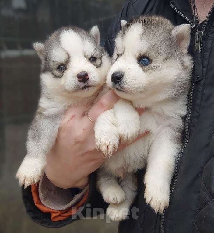Собаки в Санкт-Петербурге: Малая Сибирская Собака Хапика Мальчик, 50 000 руб. - фото 6
