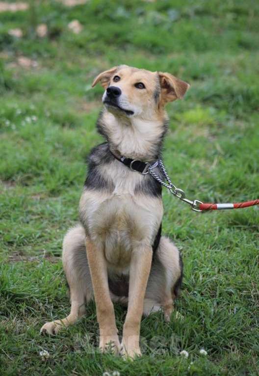 Собаки в Москве: Джуди. Нежная девочка из приюта Девочка, Бесплатно - фото 4