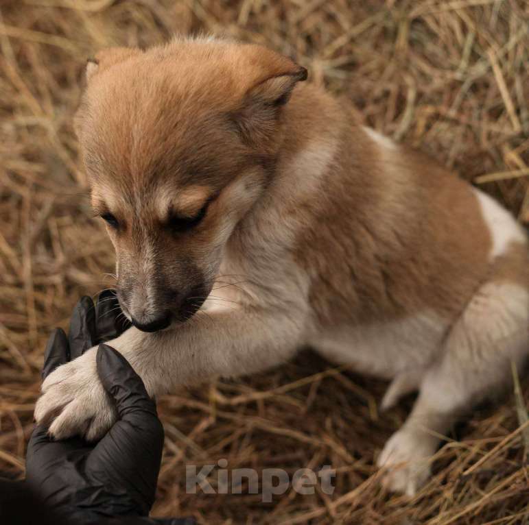 Собаки в Москве: Маленького щенка девочку нашли на улице 🆘️ Срочный поиск дома Девочка, Бесплатно - фото 2