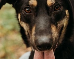 Собаки в Москве: в добрые руки бесплатно Бадди Мальчик, Бесплатно - фото 4