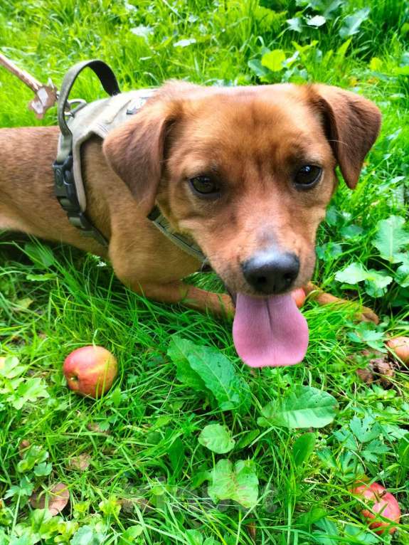 Собаки в Балашихе: небольшая собачка мега позитив спасена с СВО ищет семью Девочка, Бесплатно - фото 5