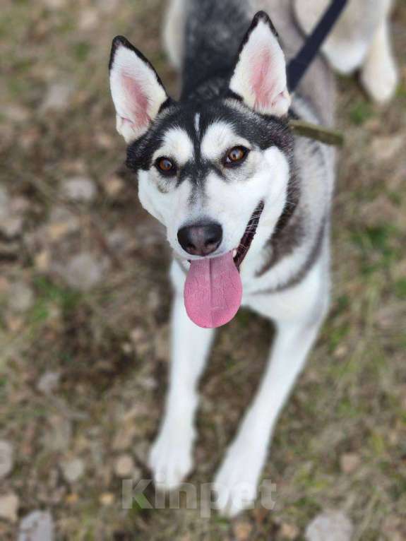 Собаки в Москве: Миниатюрная хаски Таура Девочка, Бесплатно - фото 5