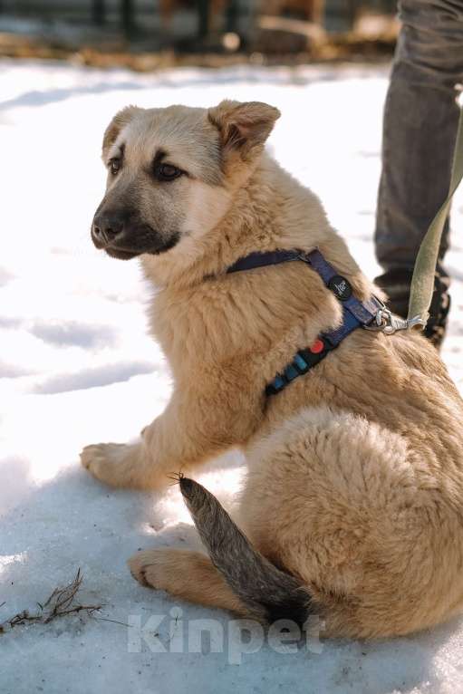 Собаки в Санкт-Петербурге: Мишель из приюта в добрые руки Девочка, Бесплатно - фото 4