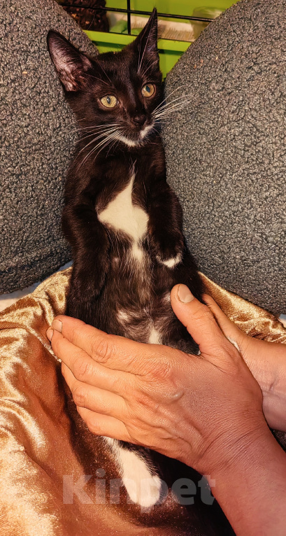 Кошки в Уфе: Котенок - девочка в добрые руки Девочка, Бесплатно - фото 5