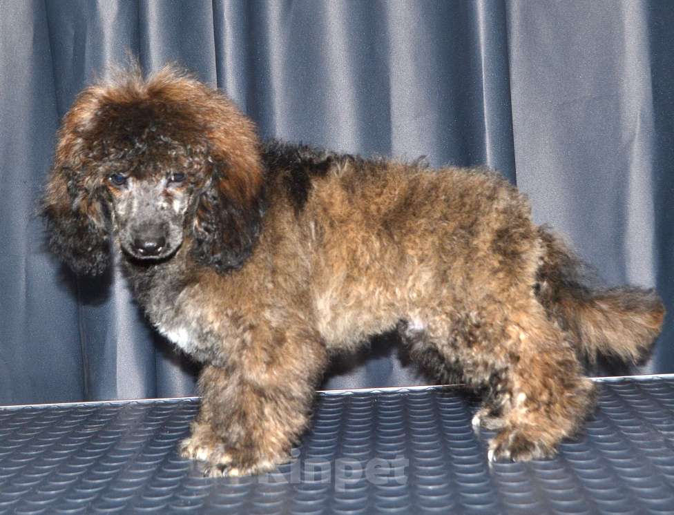 Собаки в Глазове: Онегин Мальчик, 30 000 руб. - фото 3