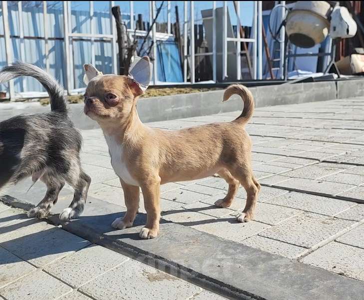 Собаки в Саратове: Милашка Чихуахуа Девочка, Бесплатно - фото 8