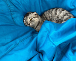 Кошки в других городах Московской области: Шотландская вислоухая кошка Симка Девочка, Бесплатно - фото 3