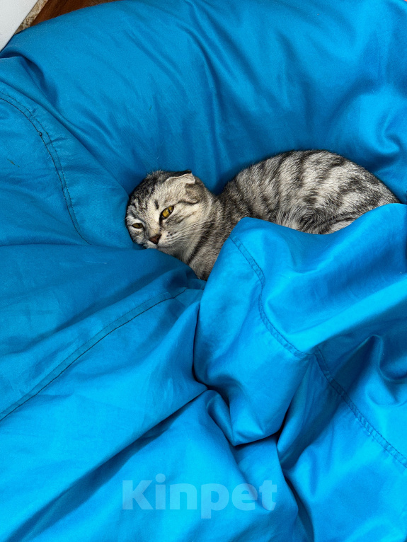 Кошки в других городах Московской области: Шотландская вислоухая кошка Симка Девочка, Бесплатно - фото 3