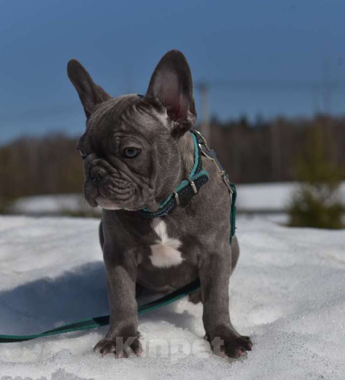 Собаки в Москве: Голубой тигр мальчик Мальчик, 50 000 руб. - фото 1