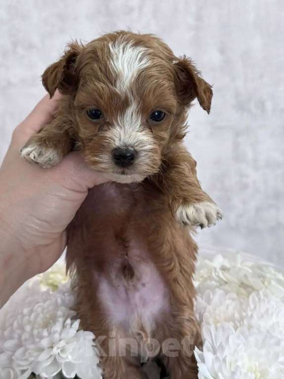 Собаки в Санкт-Петербурге: Мальтипу мальчик Мальчик, 80 000 руб. - фото 3