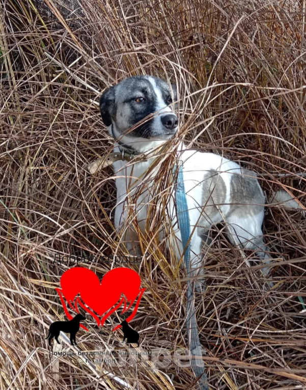 Собаки в Тамбове: Фортуна  Девочка, Бесплатно - фото 2