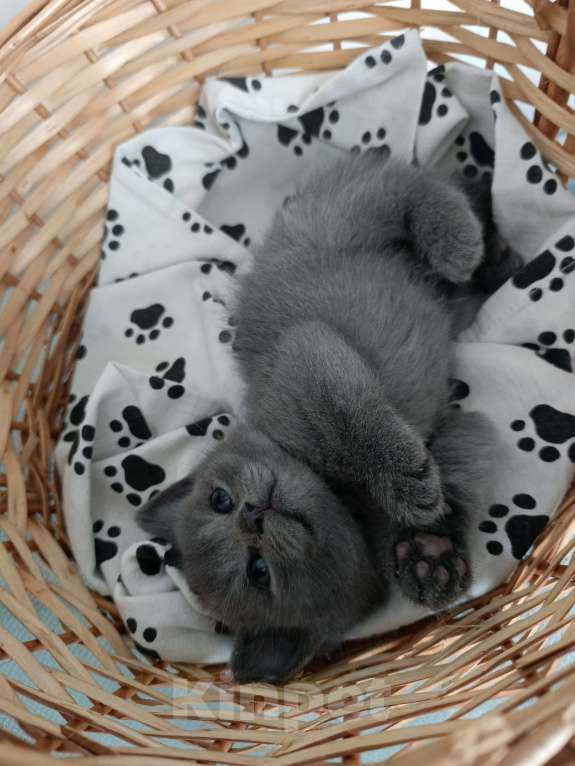 Кошки в других городах Московской области: Шотландский котенок мальчик Мальчик, 13 000 руб. - фото 4