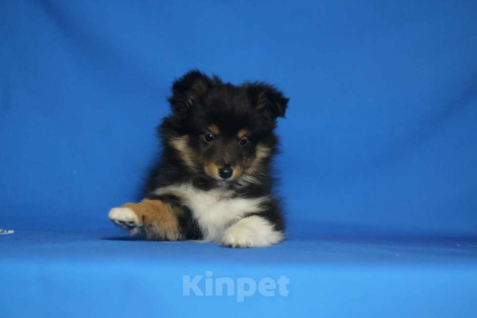 Собаки в Рязани: Щенки шелти. Мальчик, 60 000 руб. - фото 3