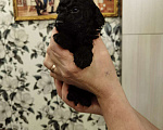 Собаки в Томске: Продам Щенока Карликового Пуделя Девочка, 15 000 руб. - фото 4