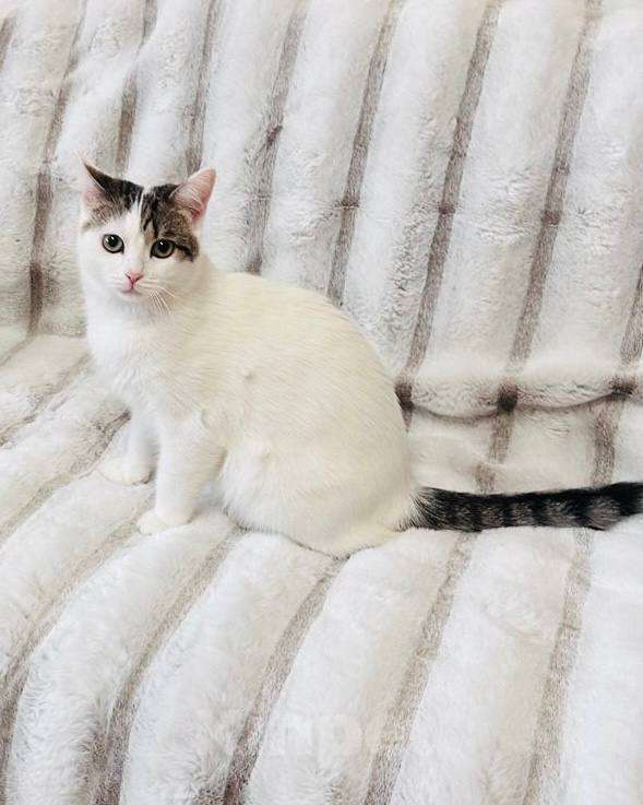 Кошки в Москве: Леон в добрые руки. Мальчик, Бесплатно - фото 1