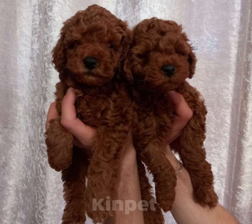 Собаки в Москве: Малыши той пуделя Девочка, 120 000 руб. - фото 2