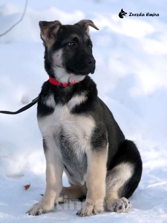 Собаки в Искитиме: Звезда Эмира  Девочка, Бесплатно - фото 3